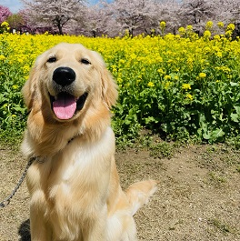 �x�iBuddy�i�S�[���f�����g���o�[�j 