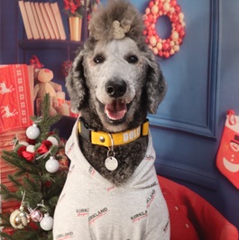 ���cDolly�i�X�^���_�[�h�v�[�h���j