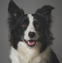 �Ǝu�@Amelie(�A����) �i�{�[�_�[�R���[�j1 