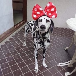 �]���A���f�B�i�_�����V�A�� �j 2 