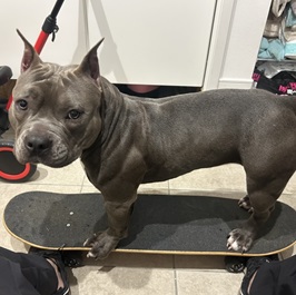 �،��Ɂi�A�����J���u���[�j