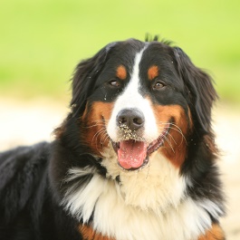 �R��o�[�N�i�o�[�j�[�Y�}�E���e���h�b�O�j