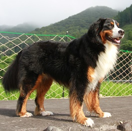 �R��o�[�N�i�o�[�j�[�Y�}�E���e���h�b�O�j2