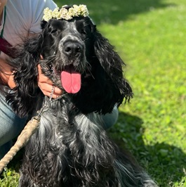 ���{�r�r�A�i�i�C���O���b�V���R�b�J�[�X�p�j�G���j