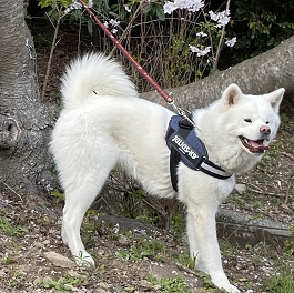 �{�[���r�b�N�i�H�c���j 