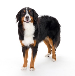 �_��Buona�i�{�i�j�i�o�[�j�[�Y�}�E���e���h�b�O�j 