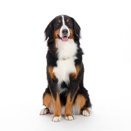 �_��Buona�i�{�i�j�i�o�[�j�[�Y�}�E���e���h�b�O�j2 