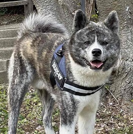 �{�[���@�{�X�i�H�c���j 