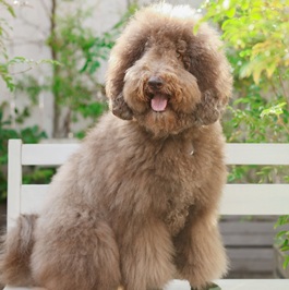 BRUNO�i�u���[�m�j�i�I�[�X�g�����A�����u���h�D�[�h���j