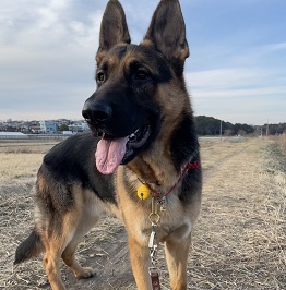 Keys���[�L�[�i�{�[�_�[�R���[�j�j 