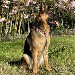  �����@�`�F�X�^�[�i�W���[�}���V�F�p�[�h�j 2 