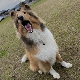 �Ԑ�COPPER�i���t��R���[�j2 