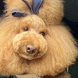 cotton�i�X�^���_�[�h�v�[�h���j1 