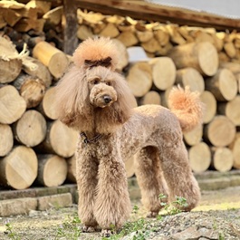 cotton�i�X�^���_�[�h�v�[�h���j