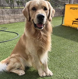 ��΁@�啟�i�S�[���f�����g���o�[ �j