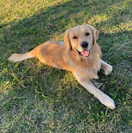  ��΁@�啟�i�S�[���f�����g���o�[�j   2 