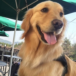 �����_�~�i�S�[���f�����g���o�[ �j