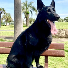 �|�ԃf�B�I�i�W���[�}���V�F�p�[�h�h�b�O�j�j