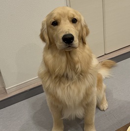 �֓��G�[�X�i�S�[���f�����g���o�[�j 