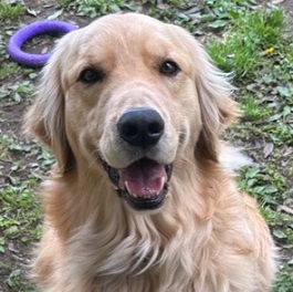  �֓��G�[�X�i�S�[���f�����g���o�[�j  2 