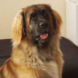 ����ELLE�i�G���j�i���I���x���K�[�j