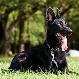 ����G�}�i�V�F�p�[�h�j 