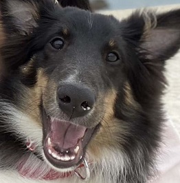 Keys�@�t�F���k���A�i�V�F�b�g�����h�V�[�v�[�h�b�O�j 