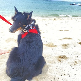  Keys�@�t�F���k���A�i�V�F�b�g�����h�V�[�v�[�h�b�O�j   2 