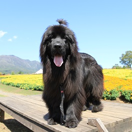 �R��O�[�t�B�[�i�j���[�t�@���h�����h�j 