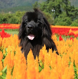 �R��O�[�t�B�[�i�j���[�t�@���h�����h�j2 