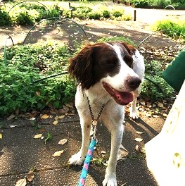  �r��@�ԁi�u���^�j�[�X�p�j�G���j2 