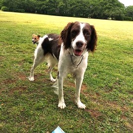 �r��@�ԁi�u���^�j�[�X�p�j�G���j 