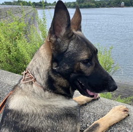 �|�ԃn���[�i�W���[�}���V�F�p�[�h�h�b�O�j