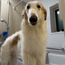 �ԍ��@Hati�i�n�e�B�j�i�{���]�C�j