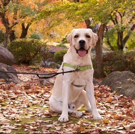 �X�c�r�X�i���u���h�[�����g���[�o�[�j 