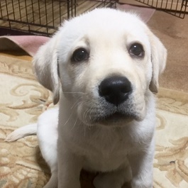 �����@�������i���u���h�[�����g���o�[ �j