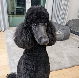 �R�c���i�X�^���_�[�h�v�[�h���j