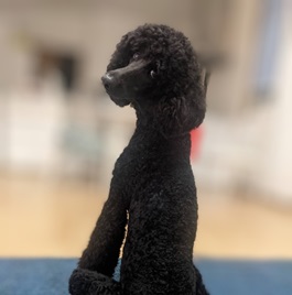 �R�c���i�X�^���_�[�h�v�[�h��
�j 2 