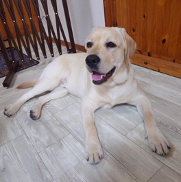 �����@Eeyore�i�C�[���[�j�i���u���h�[�����g���o�[�j