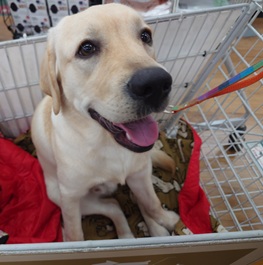 �����@Eeyore�i�C�[���[�j�i���u���h�[�����g���o�[�j1 