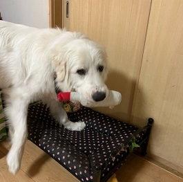  ���݁@�����i�O���[�g�s���j�[�Y�j  2 