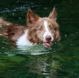 �O�� �������i�{�[�_�[�R���[�j