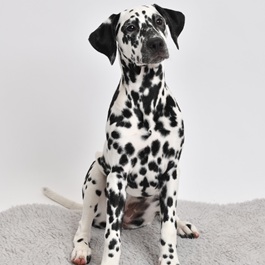 �W���i�_�����V�A���j2