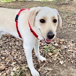  �勴�W�����m�i���u���h�[�����g���o�[�j 2 