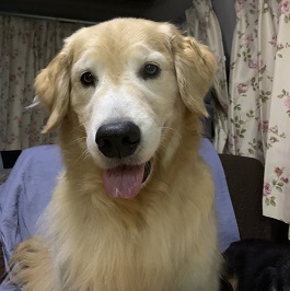 �����@�J�i���i�S�[���f�����g���[�o�[ �j