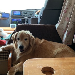 �����@�J�i���i�S�[���f�����g���[�o�[ �j2