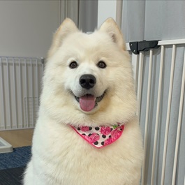 �v�Č����Ȃ��i�T���G�h�j