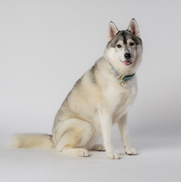 �O�D�������i�V�x���A���n�X�L�[�j