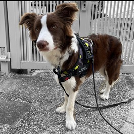 �L���O�N�i�{�[�_�[�R���[�j