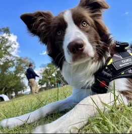 有尾グク(ボーダーコリー)2